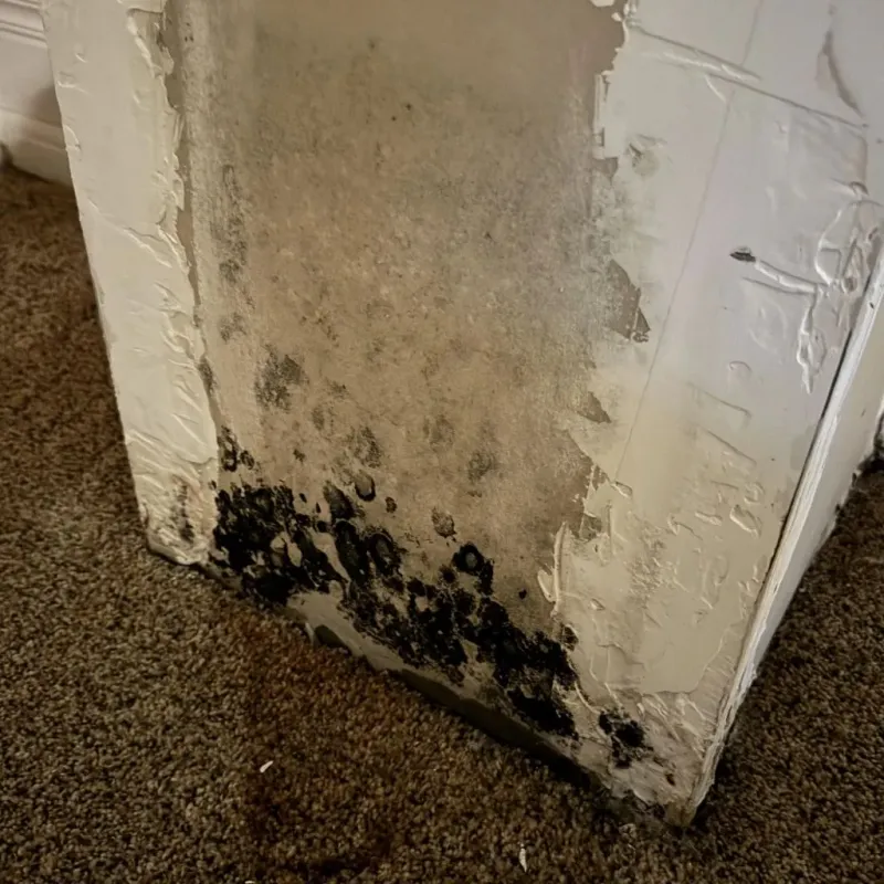 Professional Mold Removal in Scissors, TX